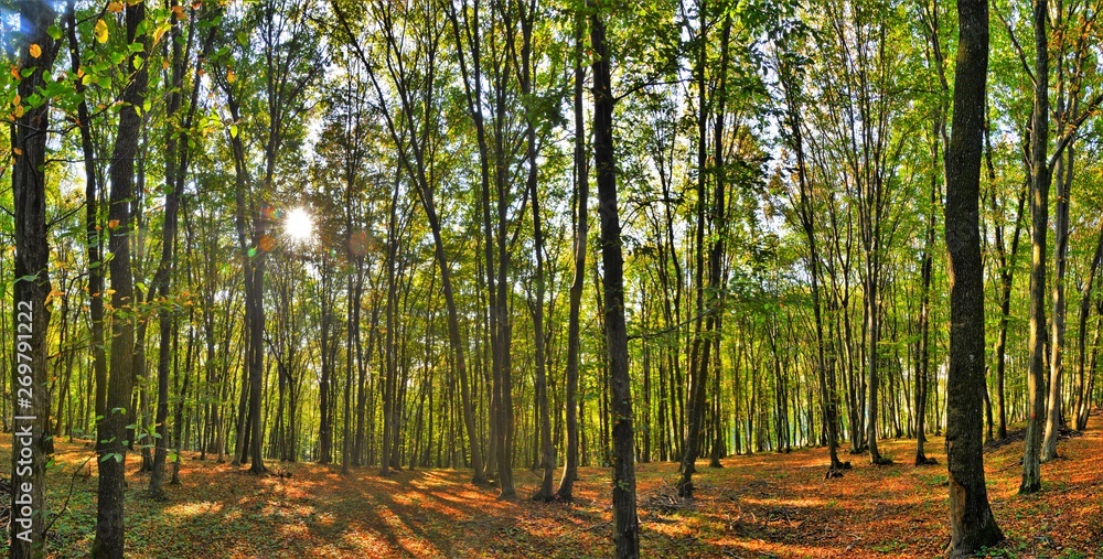 Fototapeta premium landscape in the green forest
