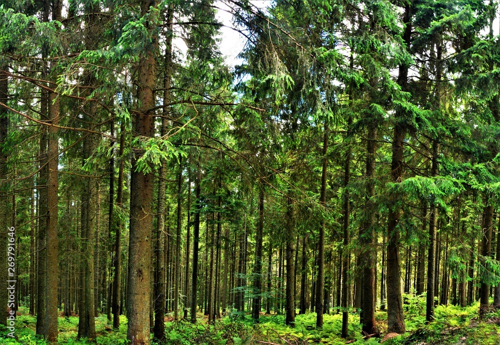 Obraz premium Landscape in a green forest