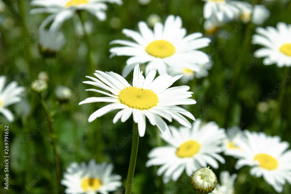 A group of white daisy flowers. A group of white daisy flowers.