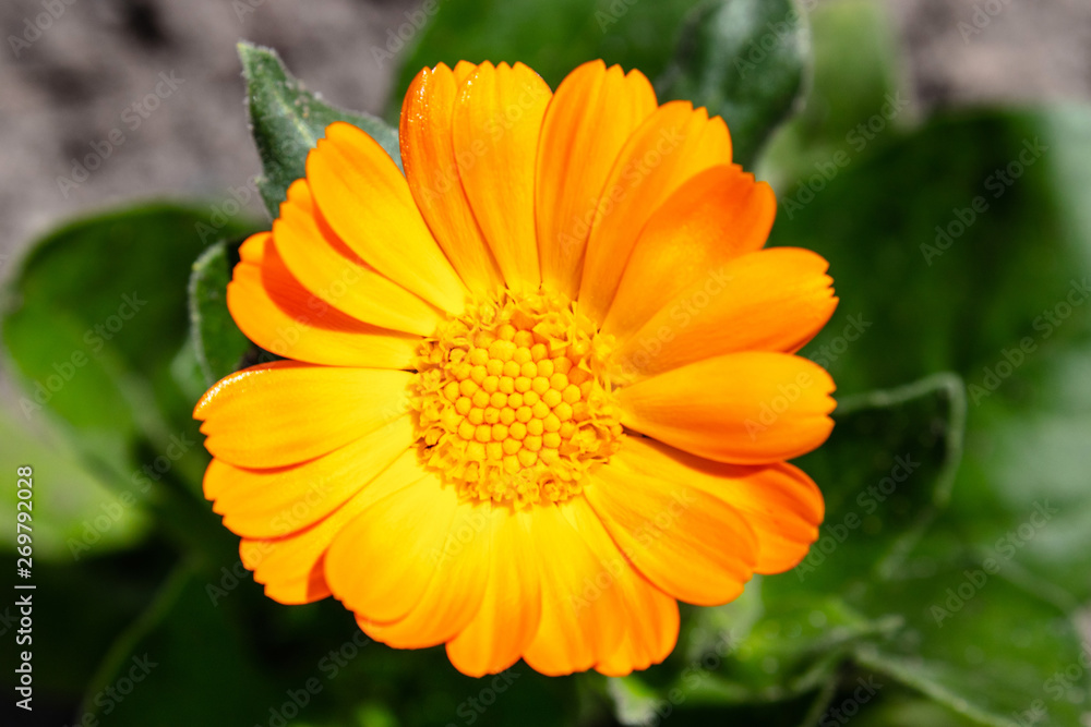 Calendula flower Calendula officinalis on a blurred green background. View from above. Calendula flower Calendula officinalis on a blurred green background. View from above.