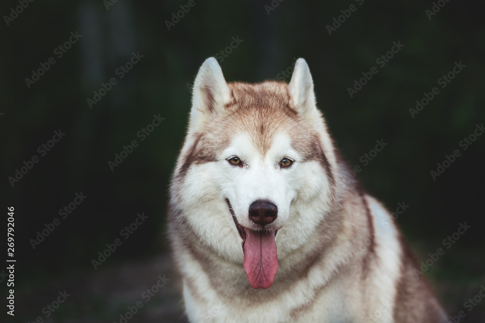 Beautiful and happy Siberian Husky dog sitting in the dark forest at sunset in spring