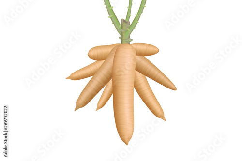 cassava, cassava rhizomes isolated on white background, manioc cassava roots underground plants, illustration cassava plantation, tapioca for flour industry or ethanol industry