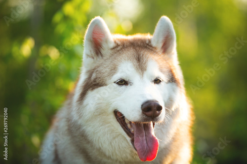 Beautiful and happy Siberian Husky dog sitting in the forest at sunset in spring © Anastasiia