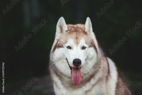 Beautiful and happy Siberian Husky dog sitting in the dark forest at sunset in spring