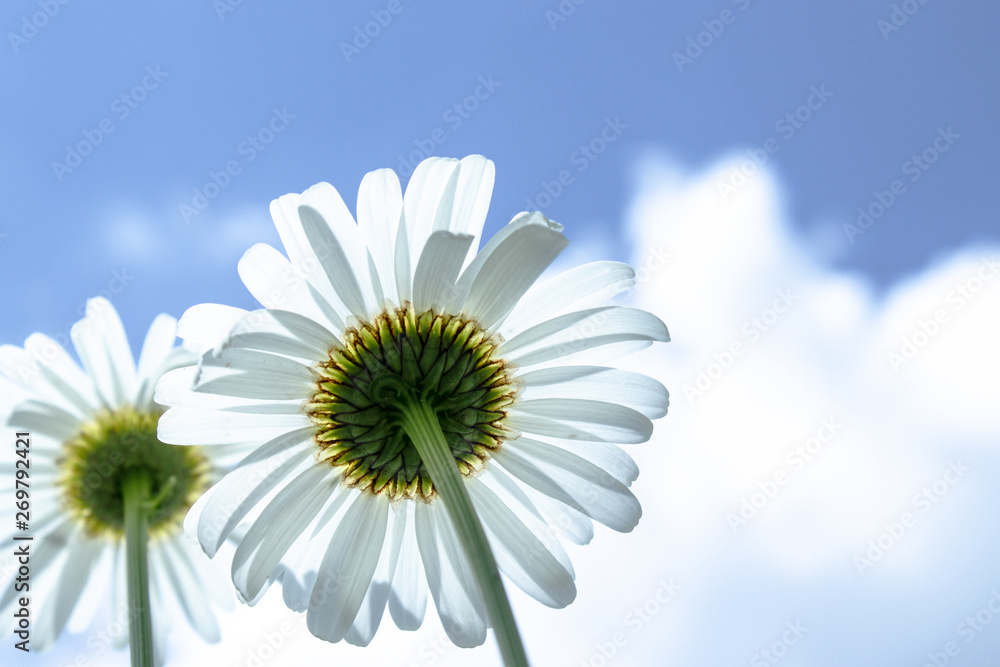Chamomile, bottom view against the blue sky. Macro close-up photo. Chamomile, bottom view against the blue sky. Macro close-up photo.