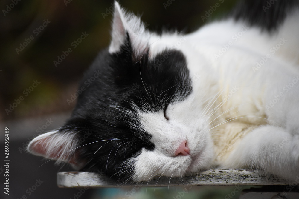 Black and white cat sleeping on outdoor chair - close up