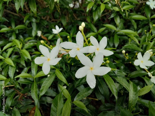 Small beautiful white Gardenia jasminoides, Tabernaemontana divaricata (Apocynaceae), commonly called pinwheelflower, crape jasmine and leaves in the garden
