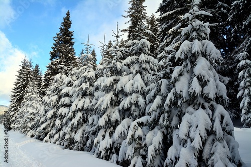 snow covered pine trees