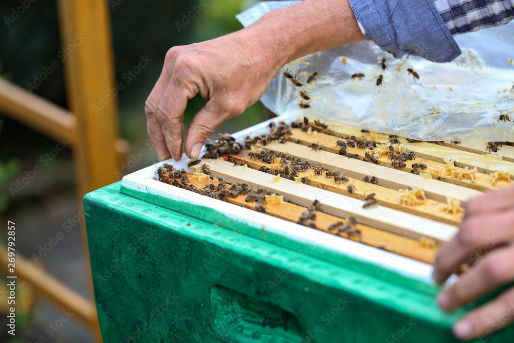 Beekeeper working with bees in the apiary Beekeeper working with bees in the apiary
