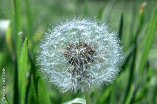 One white fluffy dandelion closeup in grass