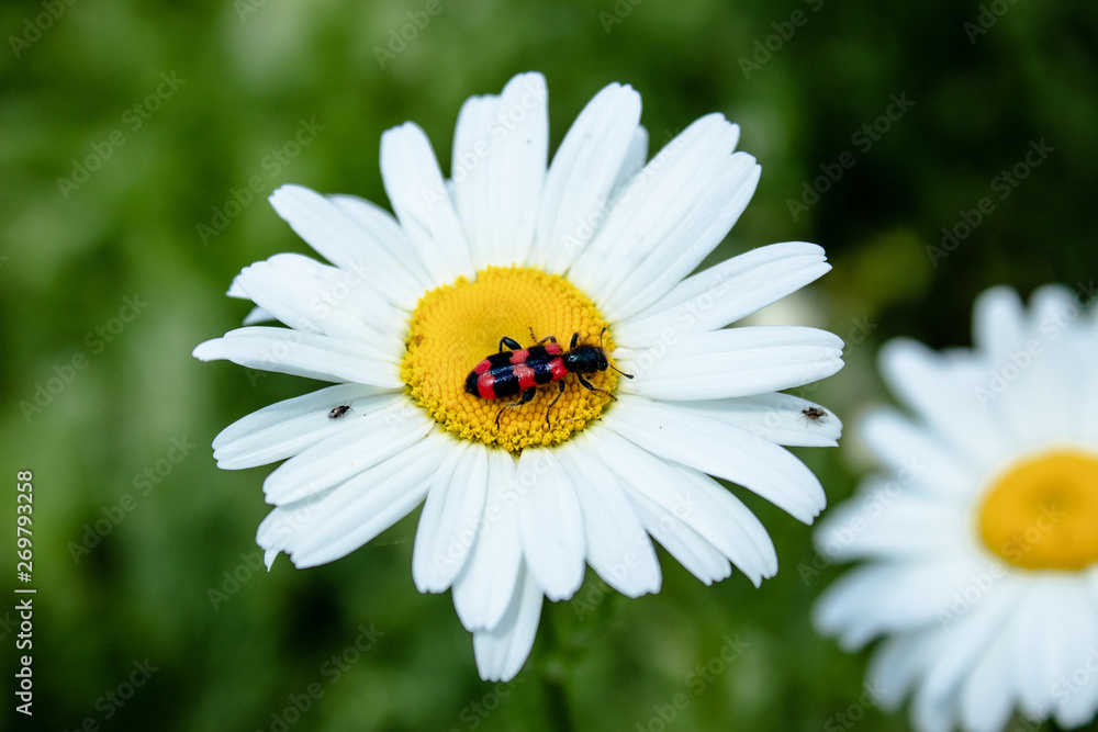 Beetle with red wings on chamomile. Photo of an insect on a white daisy. Beetle with red wings on chamomile. Photo of an insect on a white daisy.