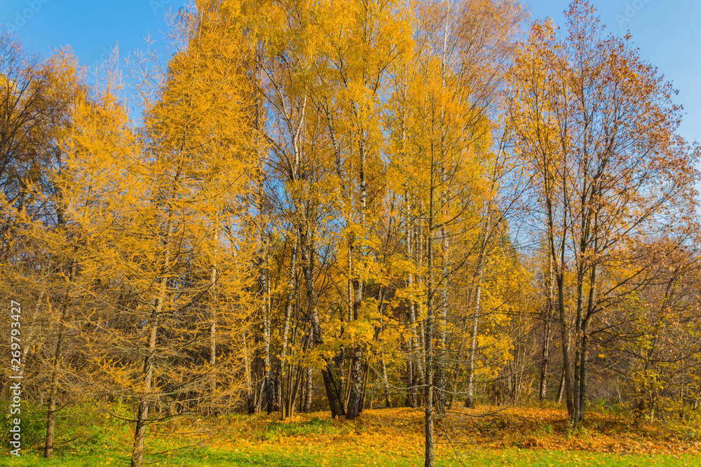 Fototapeta premium Yellow larch tree at autumn
