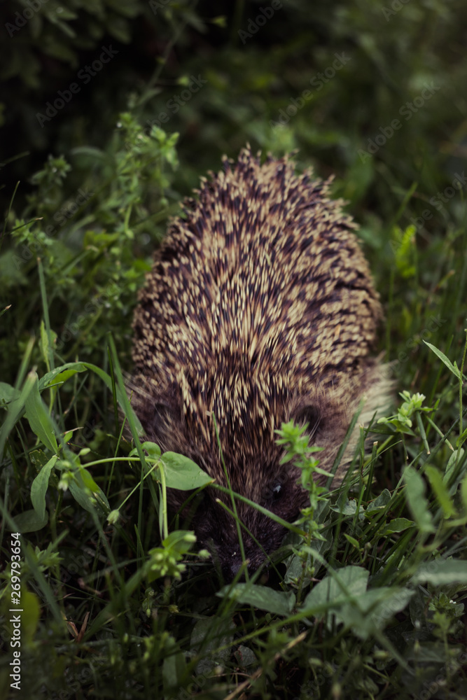 Hedgehog hiding in the grass. Erinaceidae wake up early morning. Hedgehog hiding in the grass. Erinaceidae wake up early morning.