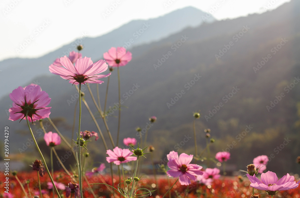 Fototapeta premium Cosmos flower in the garden on a mountains background before sunset.