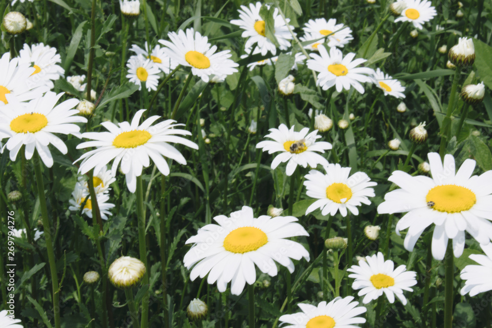 Fototapeta premium A group of white daisy flowers.