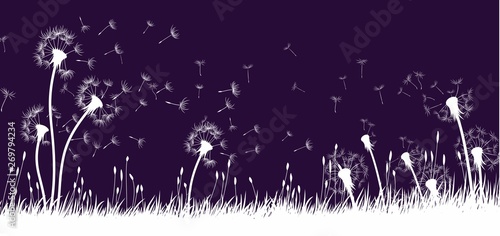 The dandelion Flowers with flying seeds. 