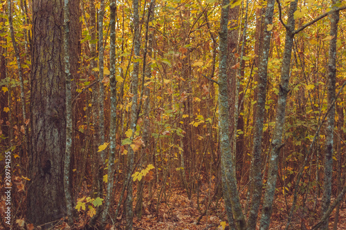 Autumn walk in the local forest 