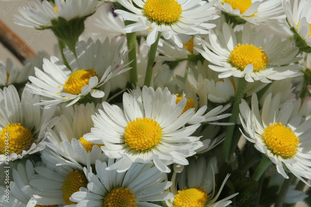 Fototapeta premium Bouquet of daisies