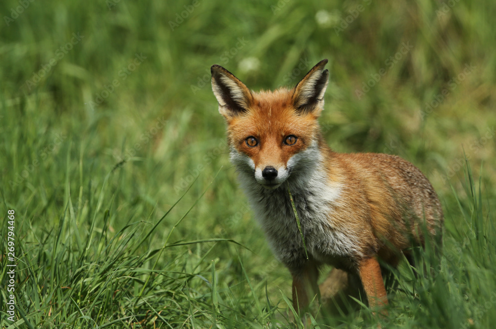 Fototapeta premium A magnificent wild Red Fox (Vulpes vulpes) hunting for food to eat in the long grass. 