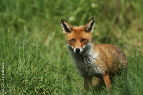 A magnificent wild Red Fox (Vulpes vulpes) hunting for food to eat in the long grass. 