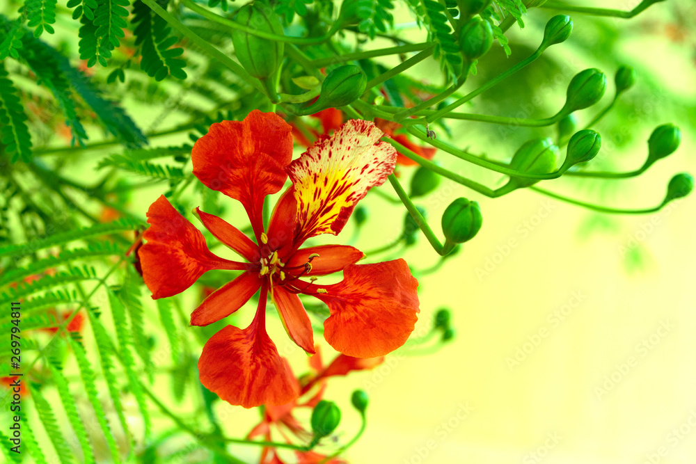 Fototapeta premium Beautiful flower of royal poinciana. Ornamental tree Delonix regia, flamboyant or flame tree. Place for text.