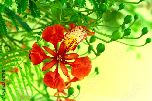 Beautiful flower of royal poinciana. Ornamental tree Delonix regia, flamboyant or flame tree. Place for text.