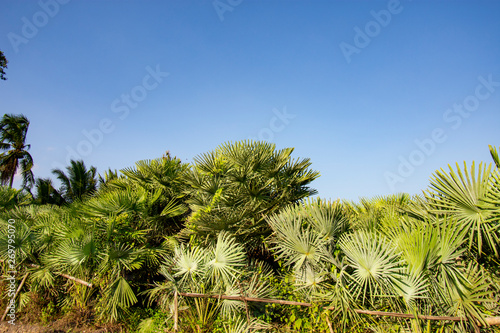 Arecaceae palm plant a clear sky background