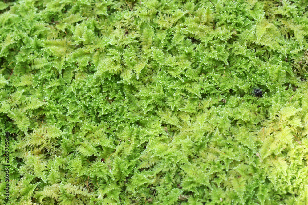 Background and texture form moss. Background and texture form moss.