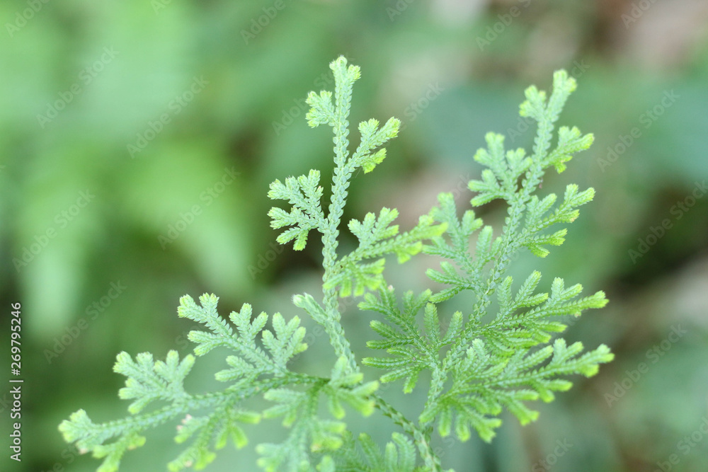 Green fern leaf with bokeh lights background. Green fern leaf with bokeh lights background.