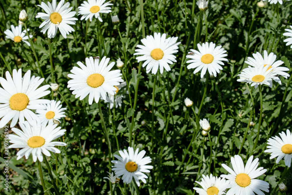 Obraz premium A group of white daisy flowers.