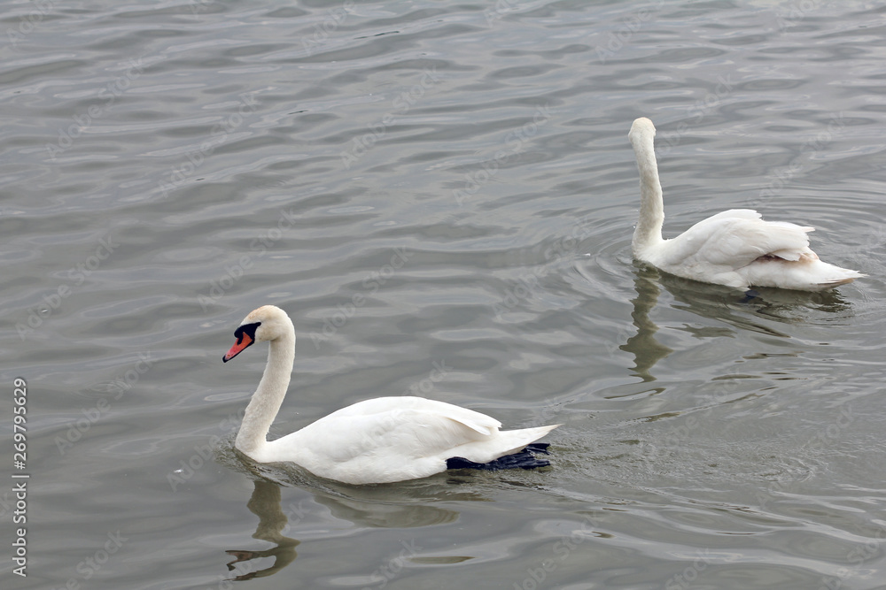 Beautiful white swans Beautiful white swans