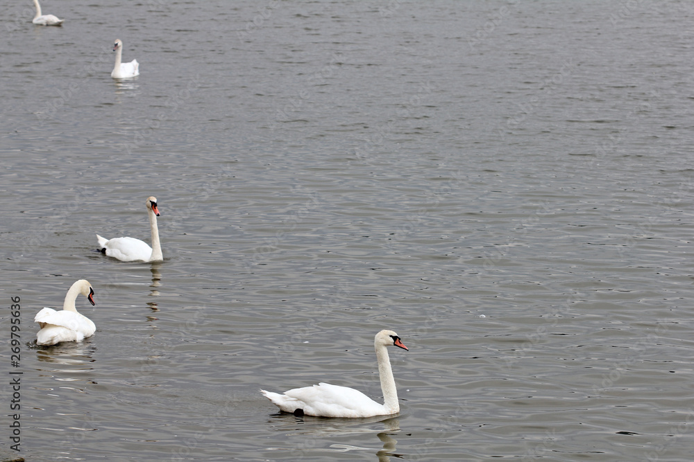 Obraz premium Beautiful white swans
