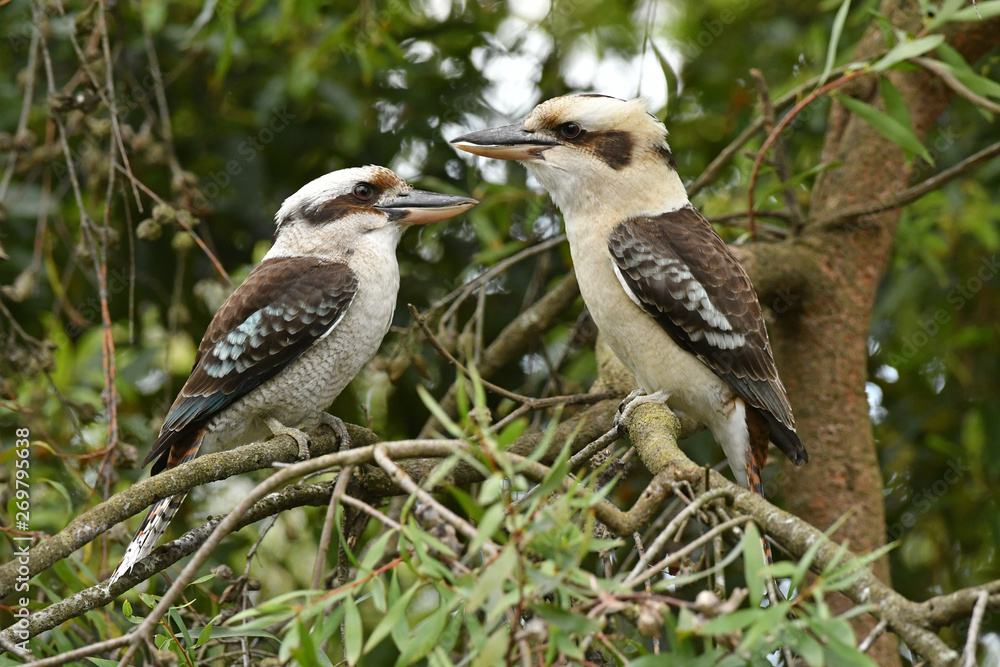 Obraz premium Laughing Kookaburra pair
