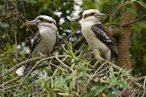 Laughing Kookaburra pair