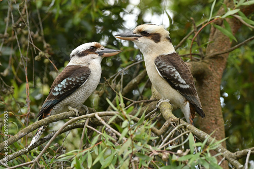 Laughing Kookaburra pair photo