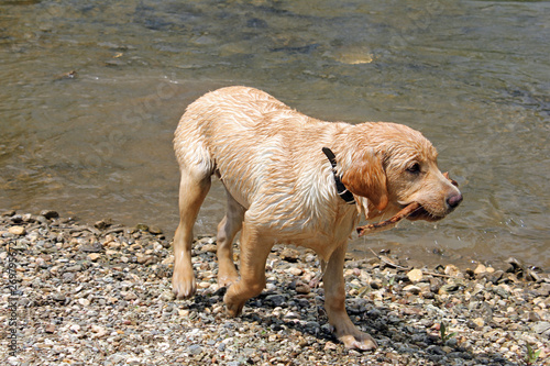 Young yellow Labrador playing in water