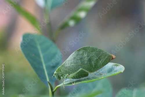 Leaf insects are camouflaged taking on the appearance of leaves. They do to mimic a real leaf so accurately that predators often are not able to distinguish them from real leaves.