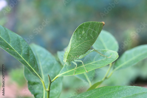 Leaf insects are camouflaged taking on the appearance of leaves. They do to mimic a real leaf so accurately that predators often are not able to distinguish them from real leaves.