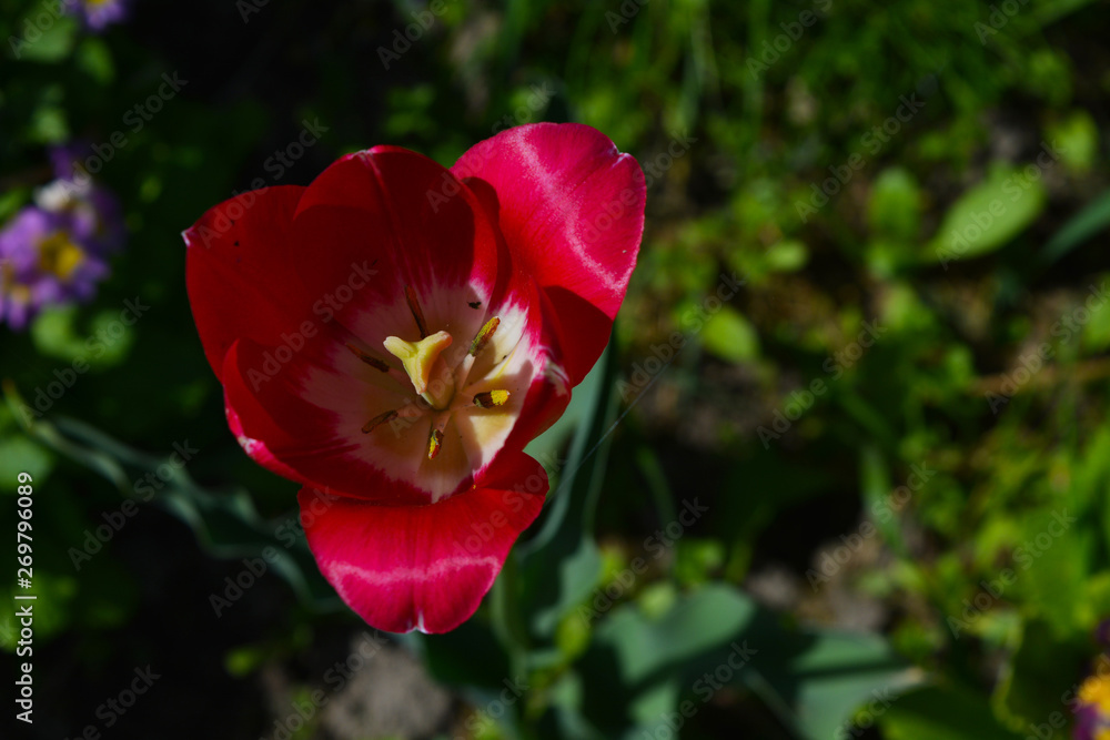 red tulips in the garden red tulips in the garden