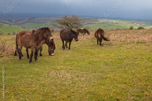 Exmoor ponies, Quantock Hills. Somerset, England, UK.