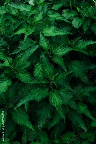 Background with green nettle leaves.