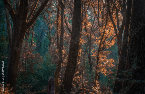 Sunlight on autumn trees in forest