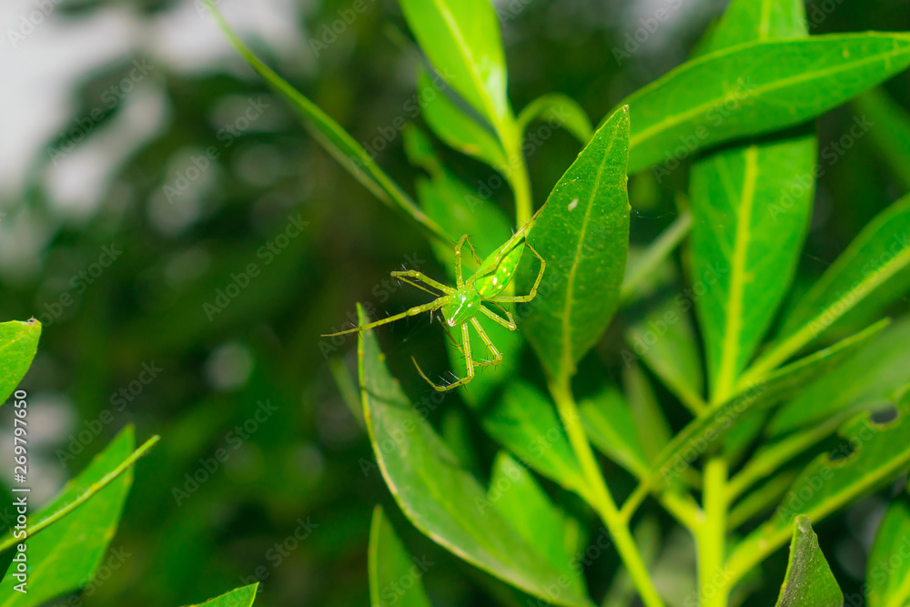 close up of a green spider hanging on by a leaf with a single thread close up of a green spider hanging on by a leaf with a single thread