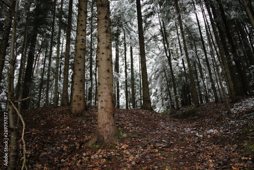 Winter forest