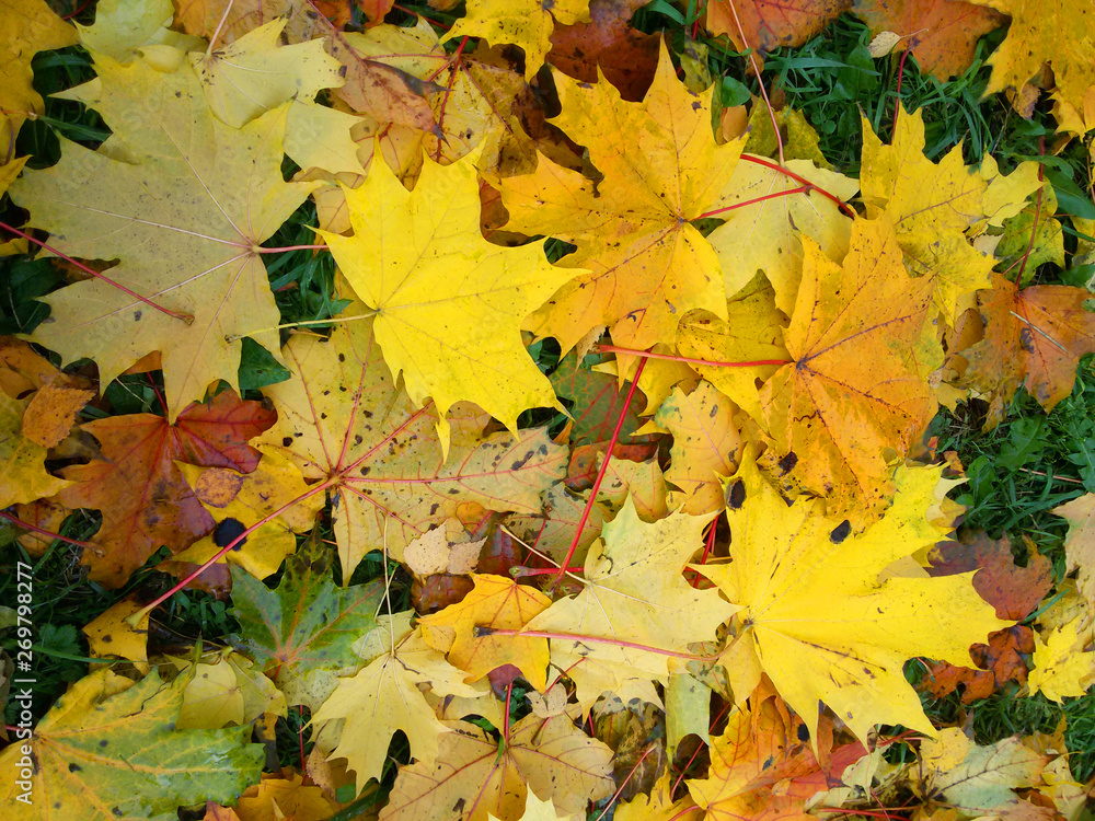 autumn maple leaves of different colors
