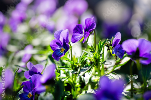 Field of cosmos flower  Spring flowers  Spring Background