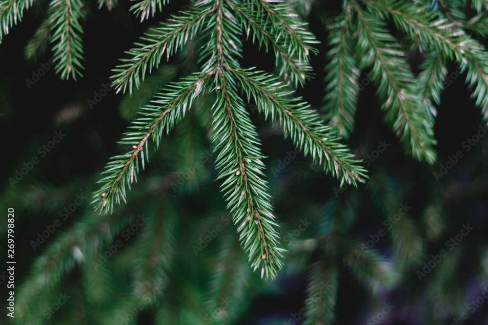 Green spruce branch in the forest close-up. Coniferous tree. The branch of a young spruce with needles. Green spruce branch in the forest close-up. Coniferous tree. The branch of a young spruce with needles.