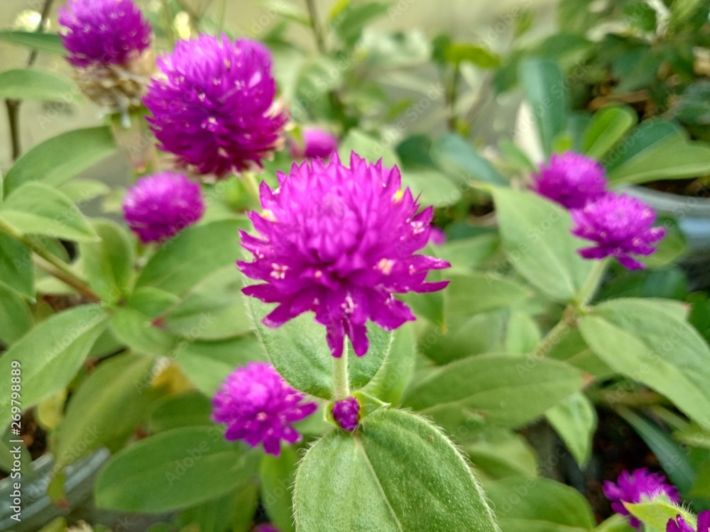 purple Gomphrena Globosa Flower in the garden purple Gomphrena Globosa Flower in the garden