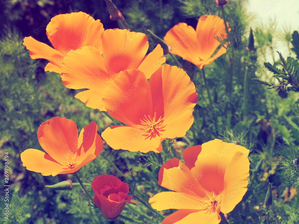 California poppies (Eschscholzia californica) or golden poppies