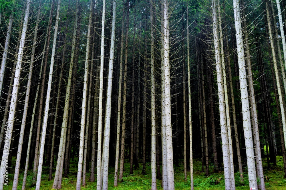 straight stems of fir trees in the forest straight stems of fir trees in the forest
